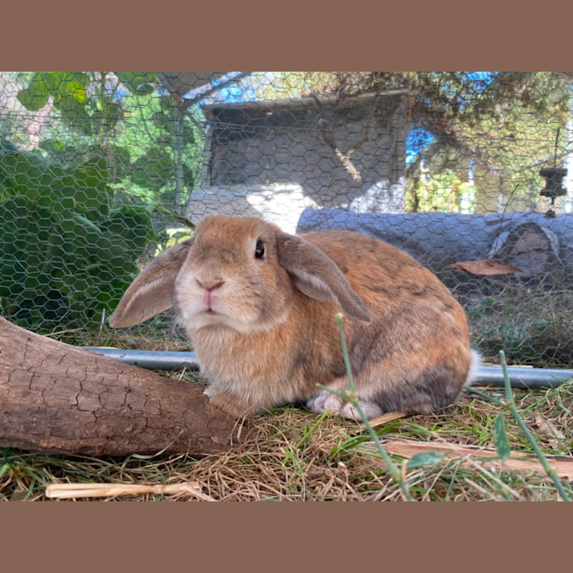 Photo of Scooter And Ivy 