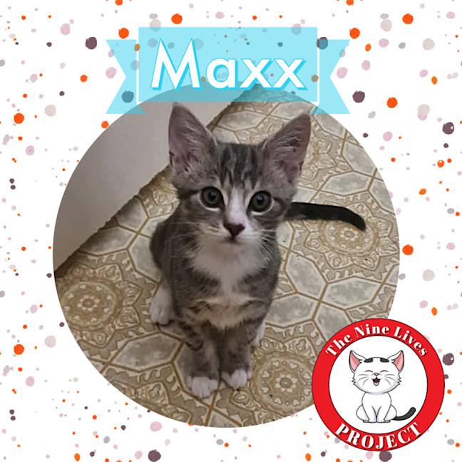 Photo of Maxx *9 Lives Project Rescue*