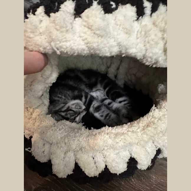 Photo of Smokey
