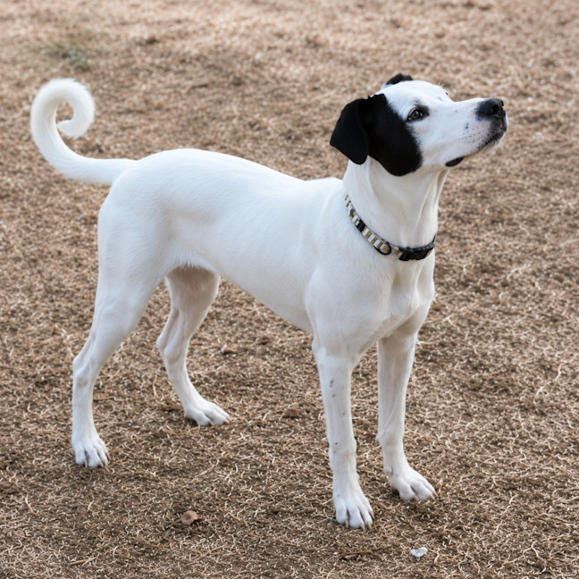 Photo of Willow