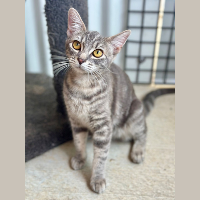 Photo of Mittens 