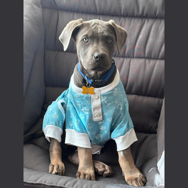 Photo of Enzo