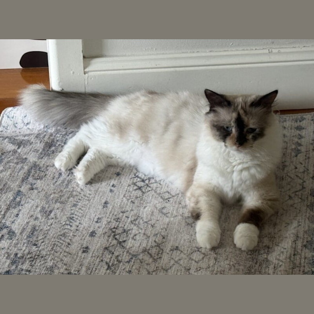 Photo of Shelley