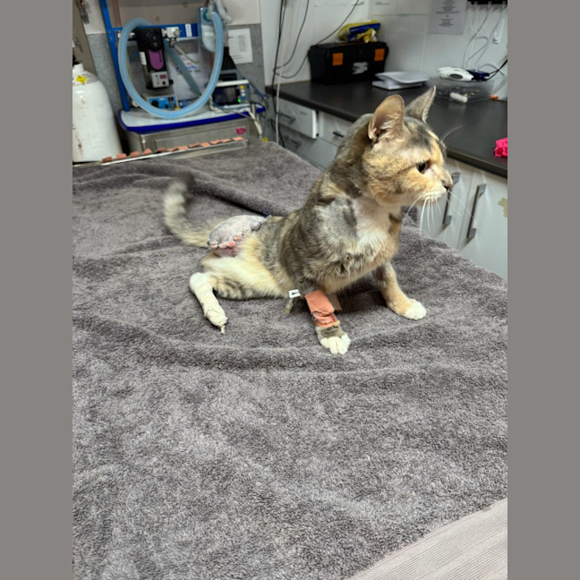 Photo of Gentleheart (Gingerbread)