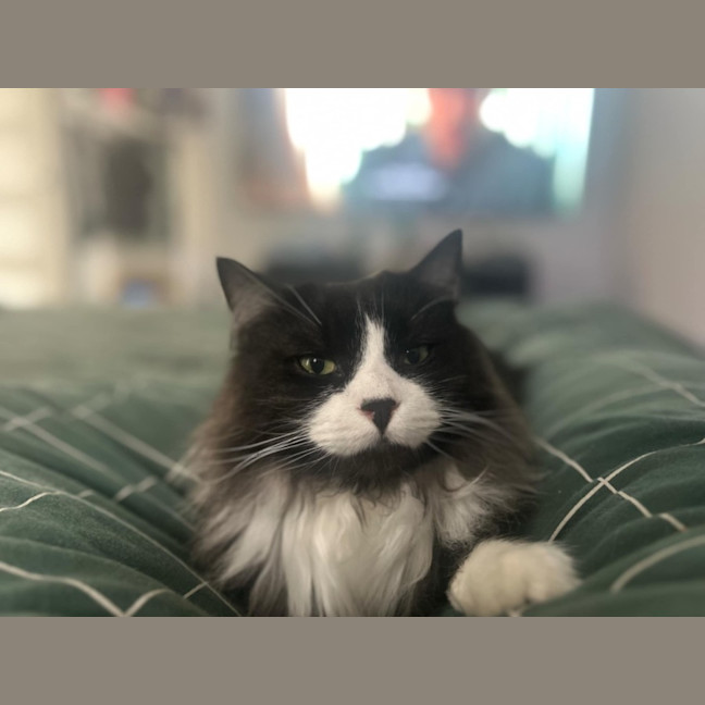 Photo of Gizmo & Mushu