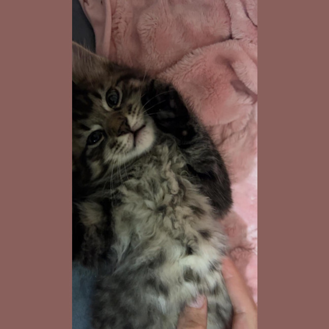 Photo of Tiger