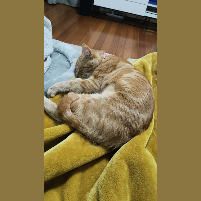 Photo of Mrs Garfield