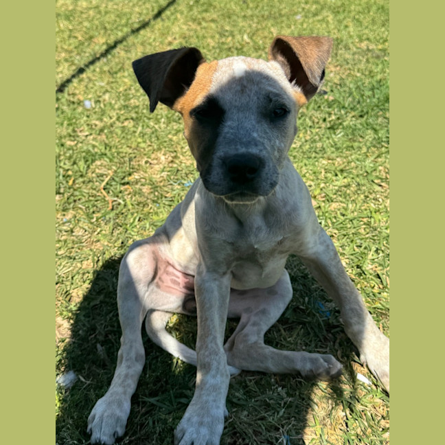 Photo of Coco   13 Week Old Cattle Dog X(trial)
