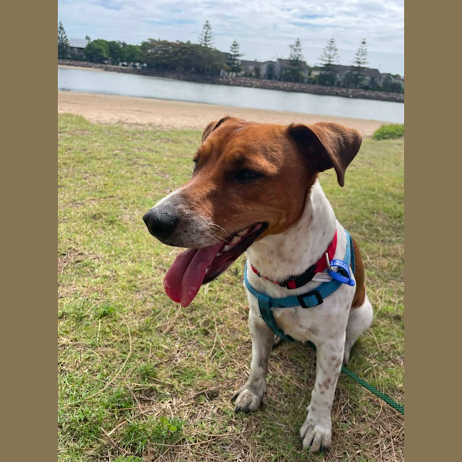 Photo of Fenton   2 Year Old Jack Russell