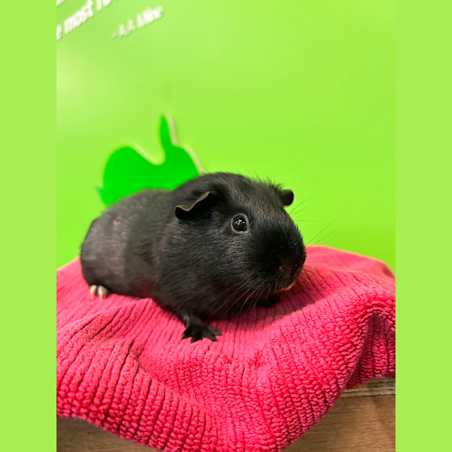 Photo of Hermia