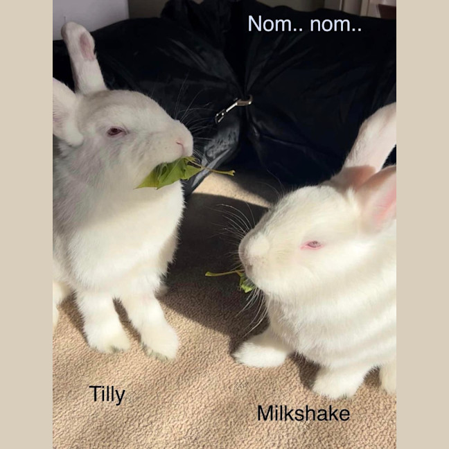 Photo of Milkshake And Tilly