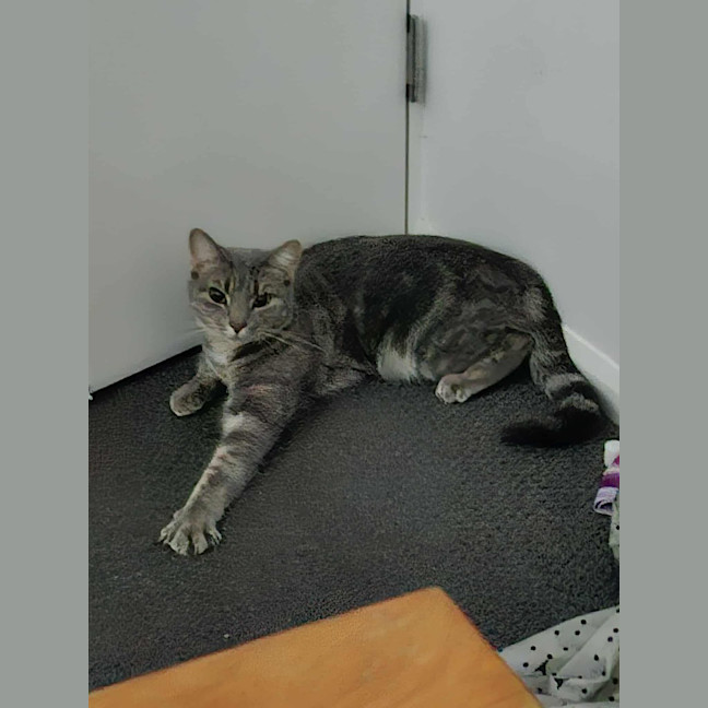 Photo of Birdie