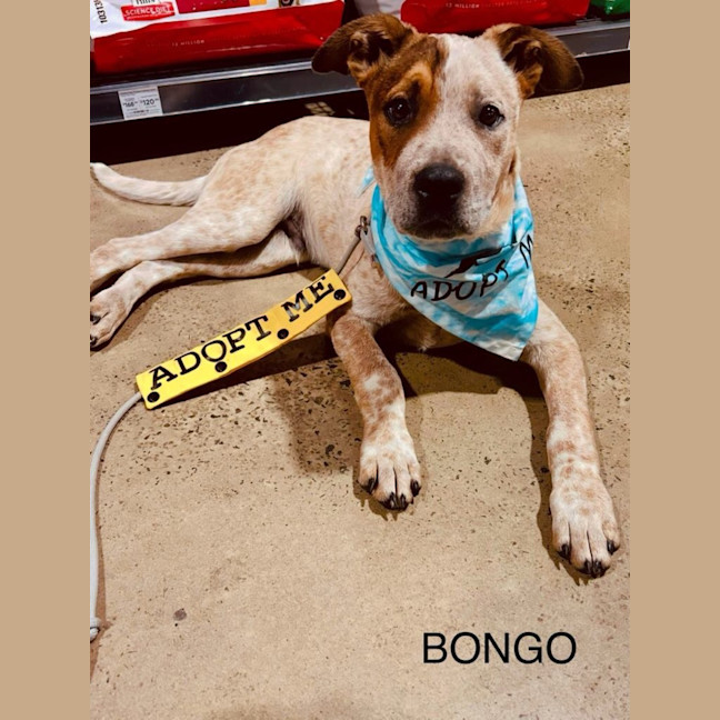 Photo of Bongo