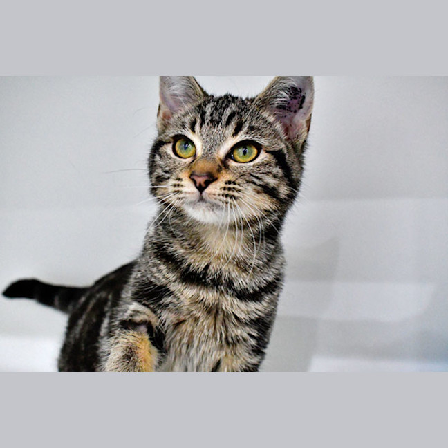 Photo of Annie