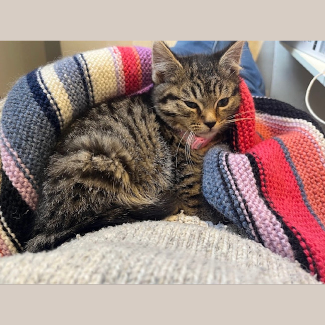 Photo of Polly
