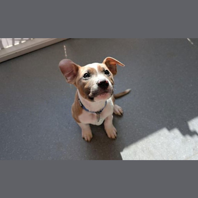 Photo of Plum