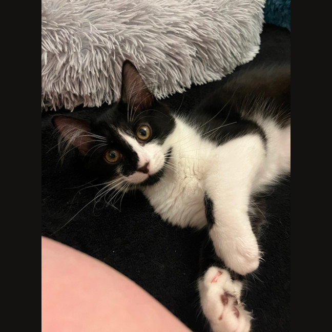 Photo of Rorschach (Rory)