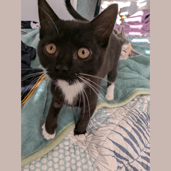 Photo of Bandit Meet Me@Petstock Hastings