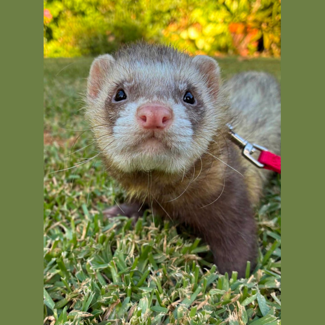 Photo of Maximus