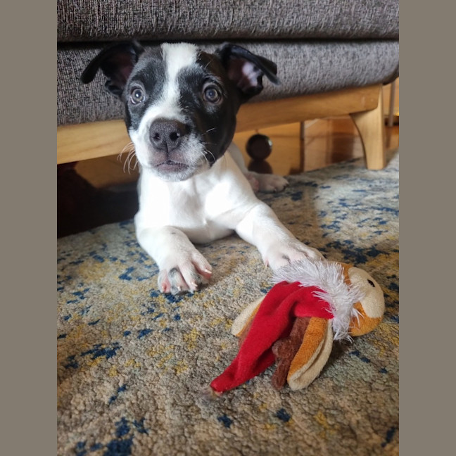 Photo of Comet
