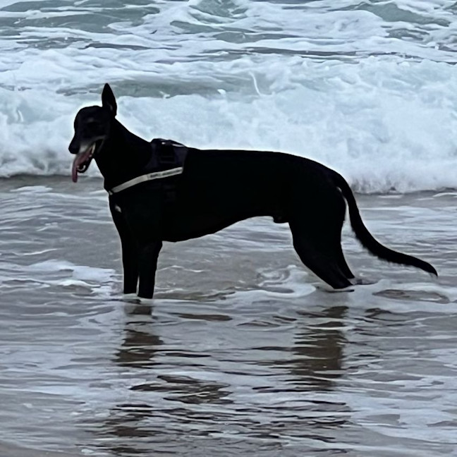 Photo of Boris The Greyhound