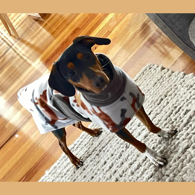 Photo of Teak