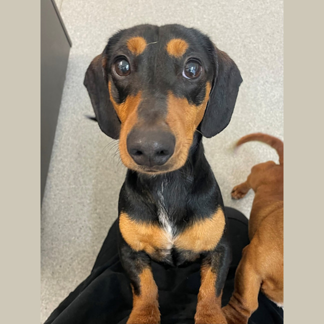 Photo of D1184 Kevin