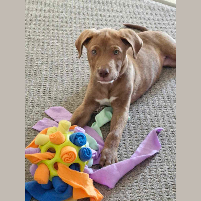 Photo of Archie