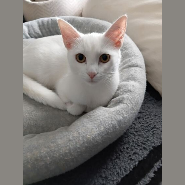 Photo of Pearl