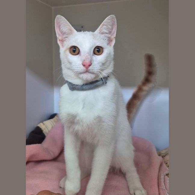 Photo of King Julian