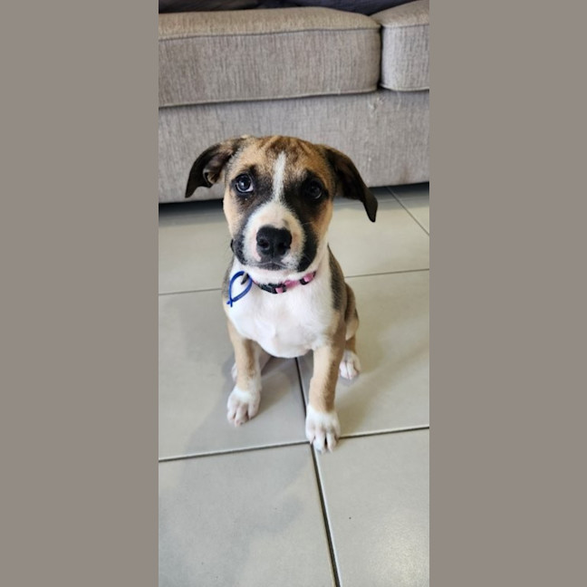 Photo of Iris   12 Week Old Kelpie X