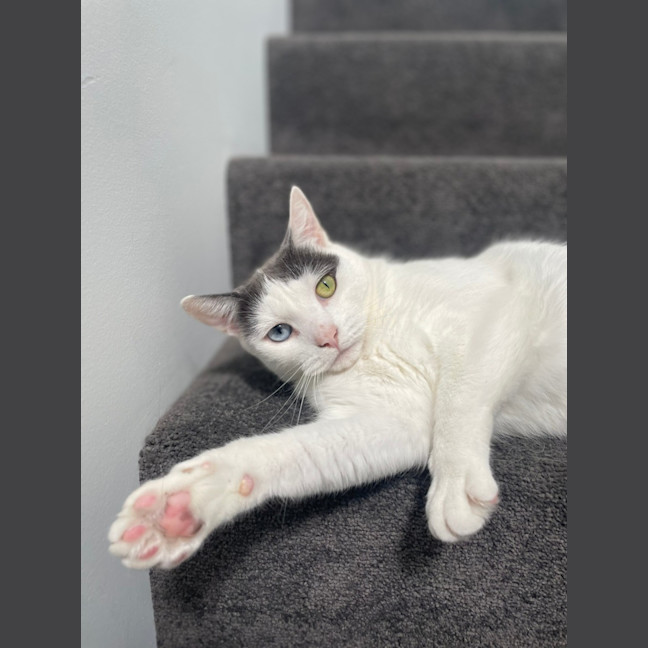 Photo of Missy & Pablo 🌷🐈