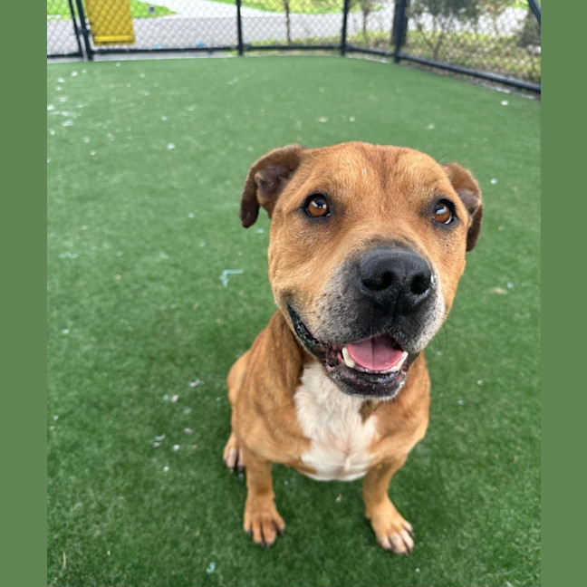 Photo of Rambo Imp 2127