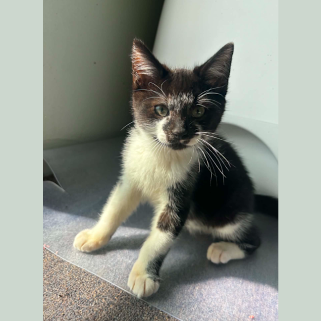 Photo of Spud