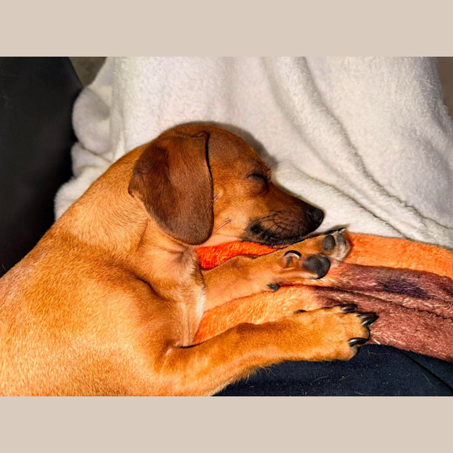 Photo of Pickle