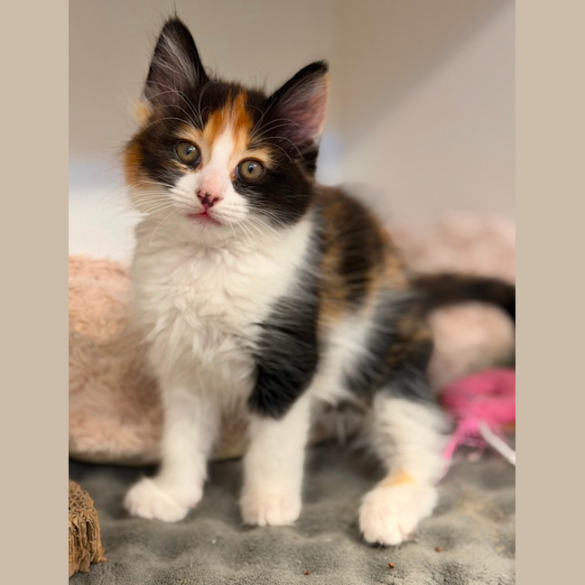 Photo of Poppy