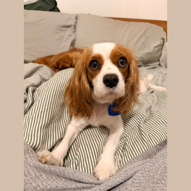 Photo of Lizzie And Velvet