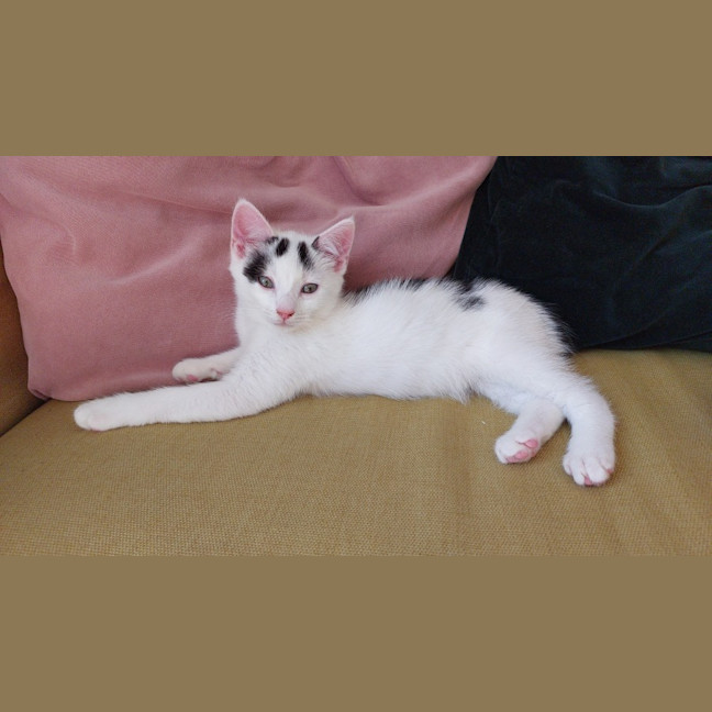 Photo of Oscar