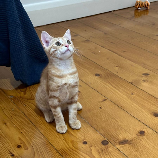 Photo of Simba