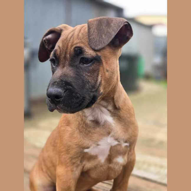 Photo of Kora   Staffy X