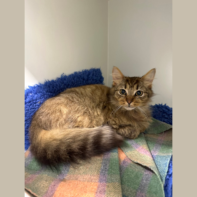 Photo of Coco (Bonded To Benji)