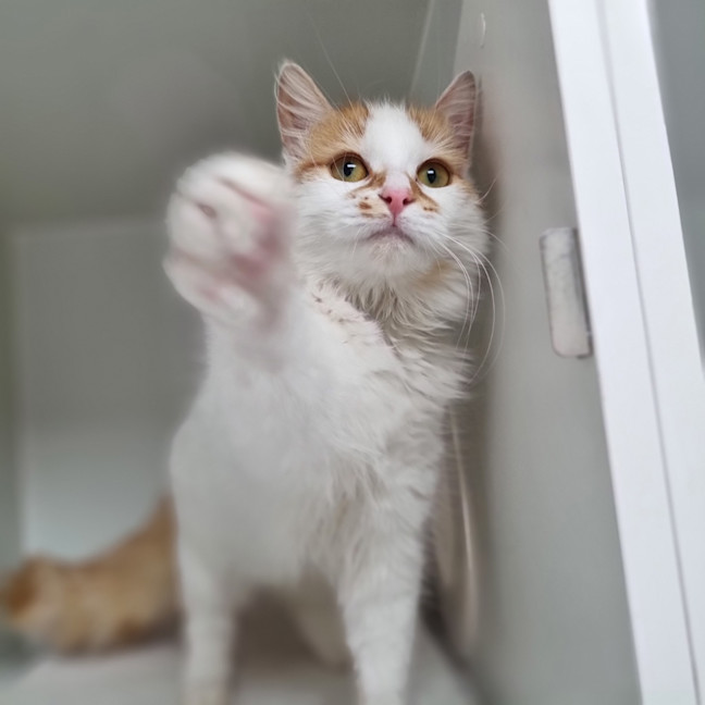 Photo of Pancake