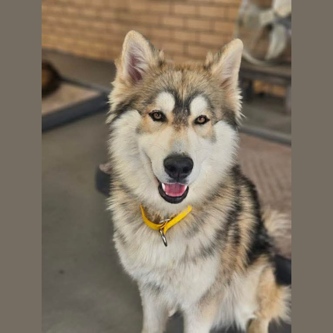 Photo of Nala & Napoleon 