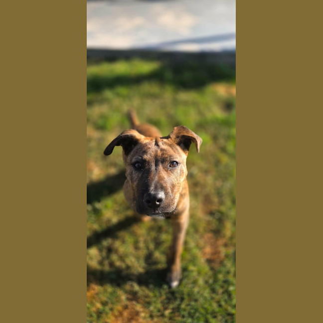 Photo of Maple