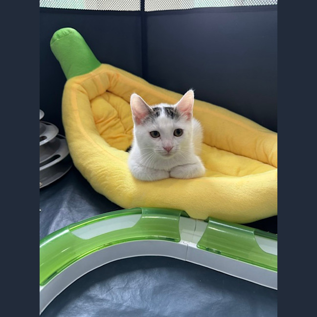 Photo of Guppy