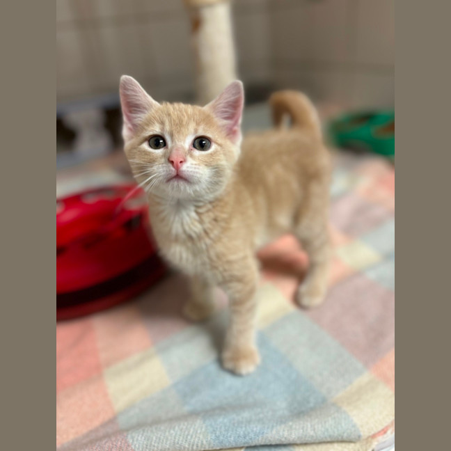 Photo of Simba