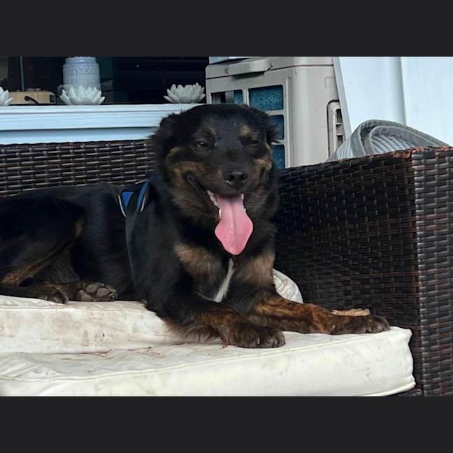 Photo of Pippa