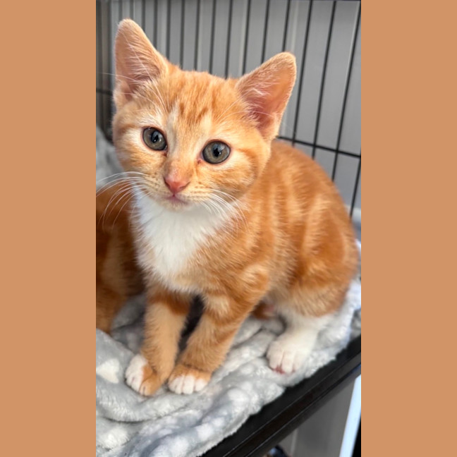 Photo of Buttercup