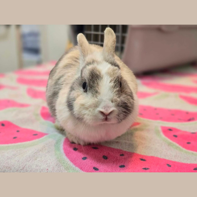 Photo of Bonnie