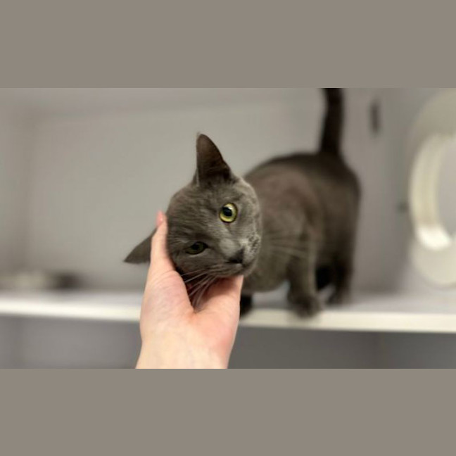 Photo of Vesper